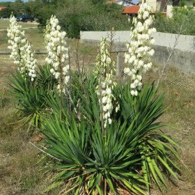 Yucca filamenteux à fleur blanches, Yucca filamentosa